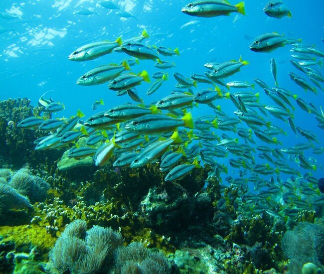 シミラン島の海で泳ぐホソフエダイ群れ
