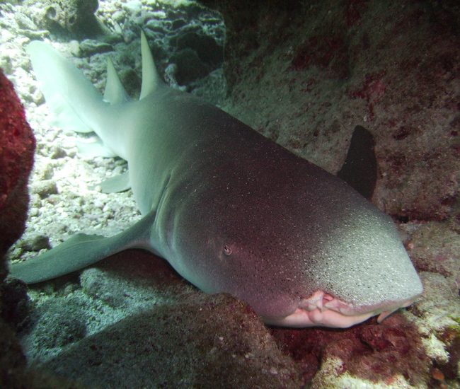 ナースシャーク（Nurse Shark）— シミラン諸島で見られるサメの一種 