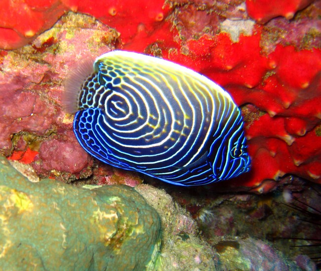 シミラン島ダイブクルーズ、ノースポイントの岩場に潜むタテジマキンチャクダイ幼魚