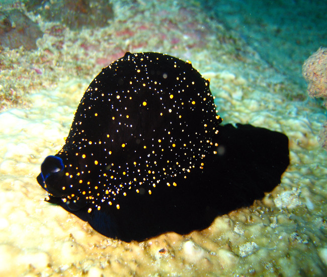 ウミウサギガイ