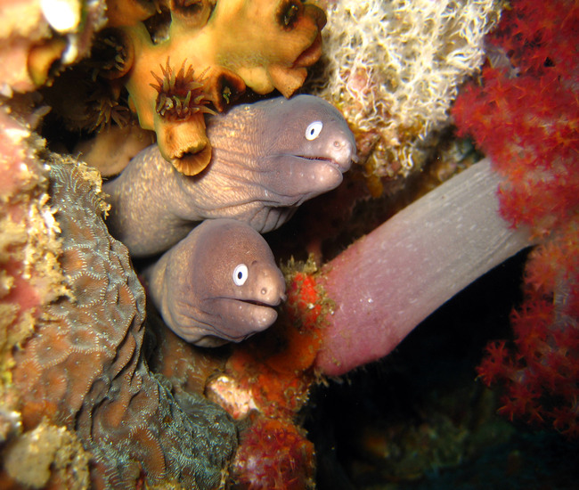 サビ色の模様が特徴的なサビウツボ