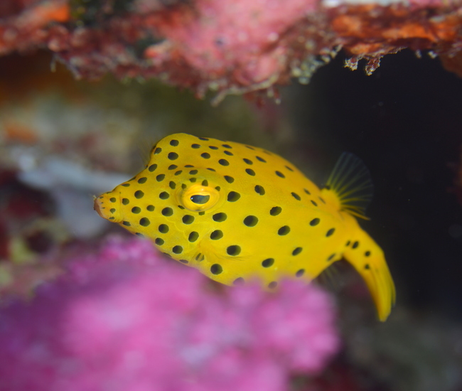 ラチャヤイ島ダイビング浅瀬サンゴ礁エリアにミナミハコフグ　