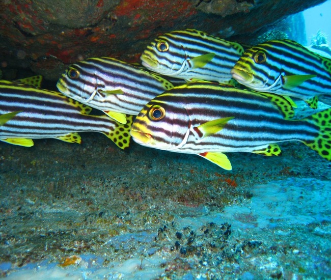 タチャイピナクルのサンゴ礁にムスジコショウダイ 