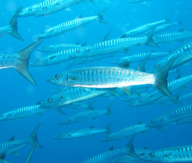 バラクーダが速く泳ぐ姿、鋭い歯と流線型の体が特徴的な大型魚