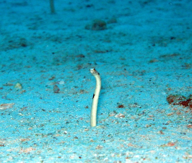 潮が動いてるときに出てくるシミラン島のチンアナゴ 