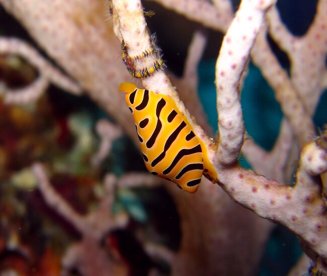 リチュリューロックで発見トラフケボリタカラガイ