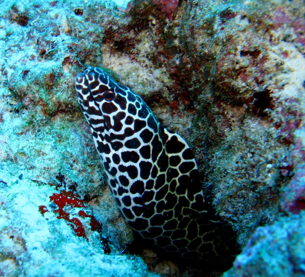シミラン島ダイブクルーズ　スナッパーアレーで見つけたHoneycomb moray 