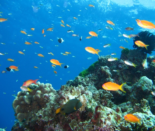シミラン島ダイブクルーズのサンゴ礁とキンギョハナダイは映える 