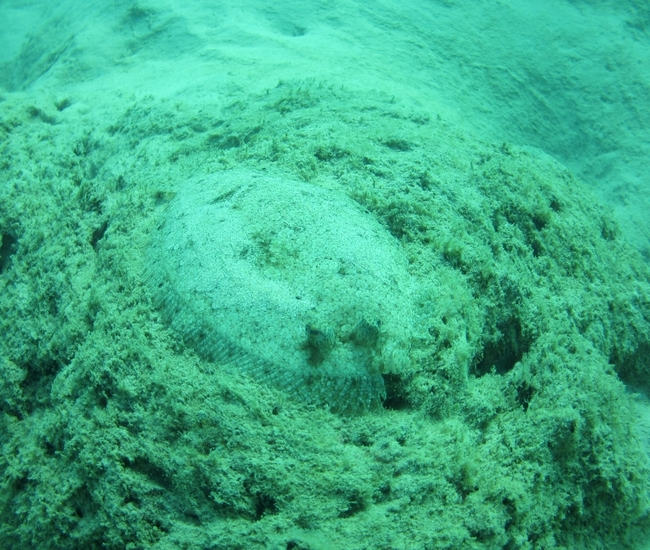 ラチャノイ島西側ガレ場にてミナミウシノシタ　