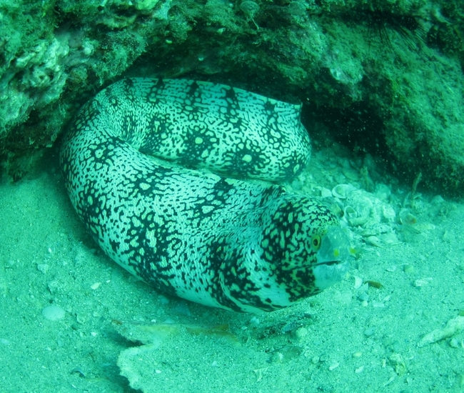 ラチャノイ島西側砂地を彷徨うクモウツボ　