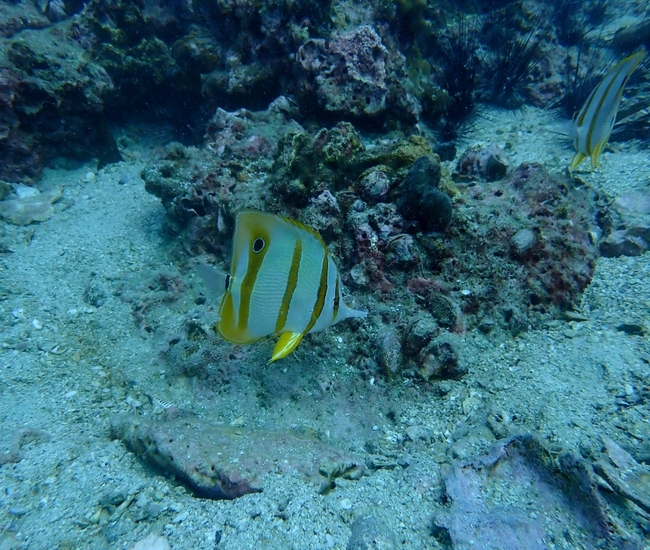 ピピ島のサンゴ礁域を泳ぐ細長い口と黄色い体に黒い斑点を持つハシナガチョウチョウウオ