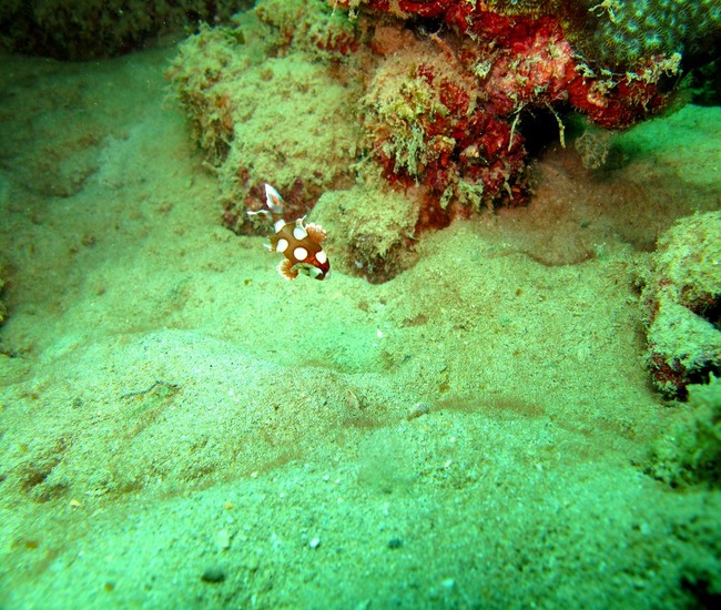 カタビーチダイビング チョウチョウコショウダイ幼魚　
