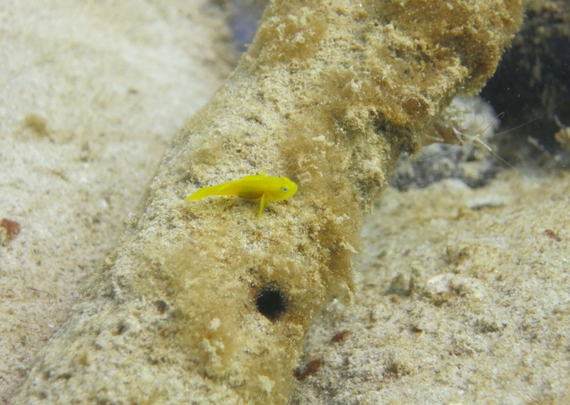 カタビーチで色鮮やかなキイロハゼ発見　