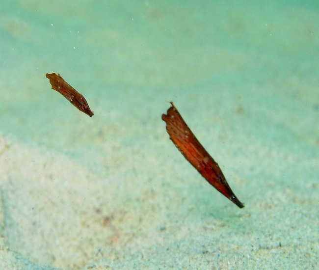 カタビーチダイビングカミソリウオ幼魚珍しい