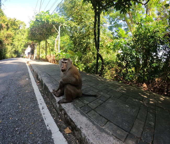 モンキーヒルにいる野生の猿