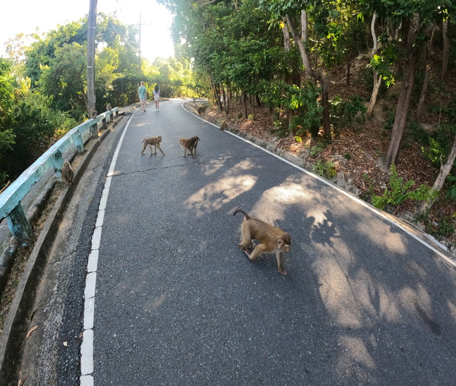 モンキーヒルにいる野生の猿群れ　