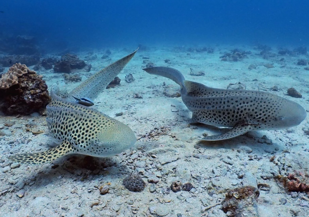 シャークポイントで運良ければ希少なレオパードシャークと一緒に撮影も可能