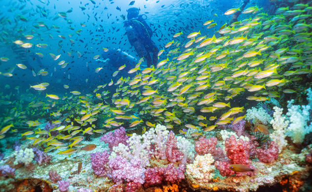 ビタノックで見れるキンセンフエダイの群れ