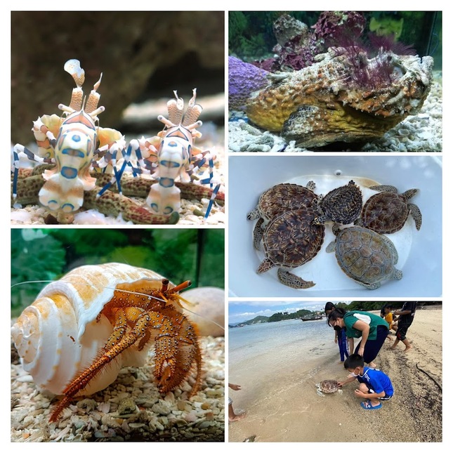プーケット水族館周辺の観光地、展望台やレストランバーが楽しめる風景