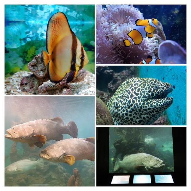 プーケット水族館の展示エリア、アンダマン海の海洋生物を学べるスポット