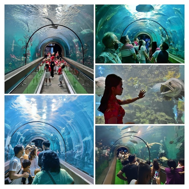 プーケット水族館の館内、様々な海洋生物が展示された水槽の一部