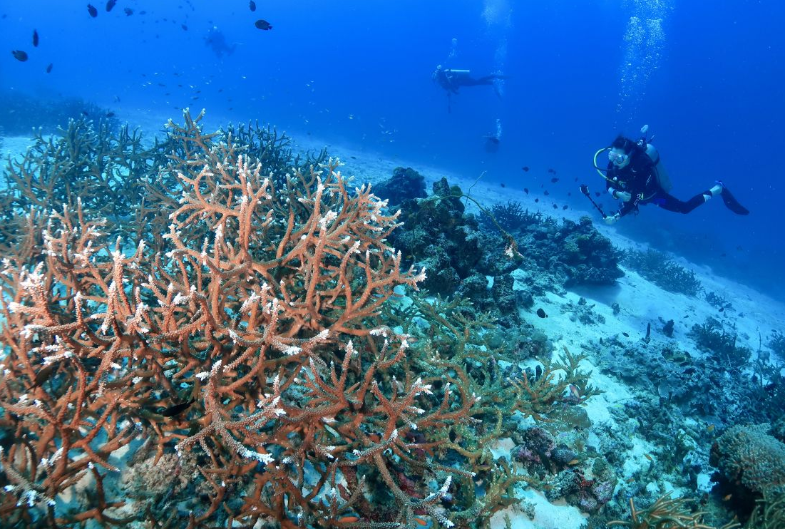 ラチャノイ島＋ラチャヤイ島 貸切チャーター ダイビング＆パイレーツビーチ上陸ツアー