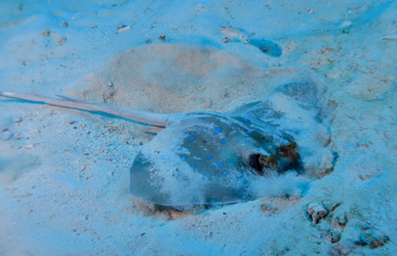 ラチャノイ島バナナベイ砂地のヤッコエイ
