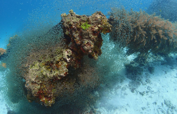 珊瑚の根にスカシテンジクダイ群れ