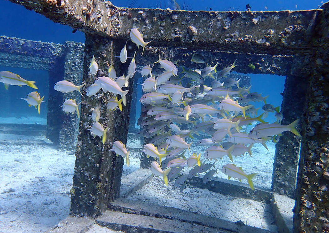 ラチャノイ島東側人口ブロック・アカヒメジ群れ