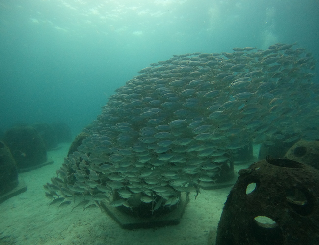 ラチャヤイ島ベイ2では浅瀬でも群れが見れる 