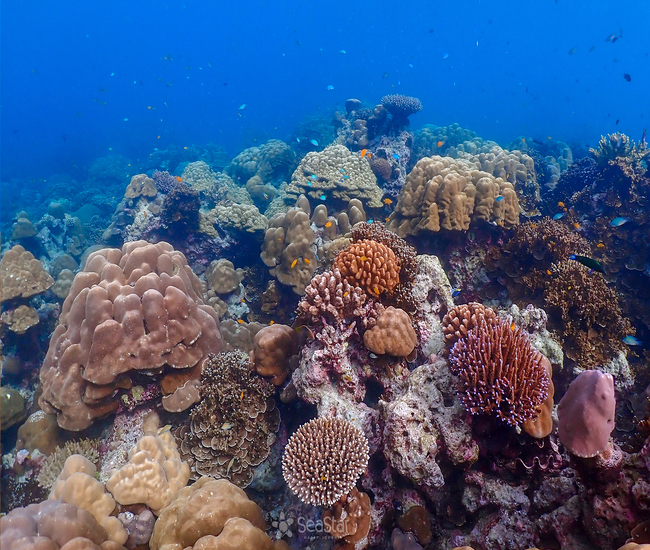 スリン諸島浅瀬のサンゴはとても綺麗ですごい