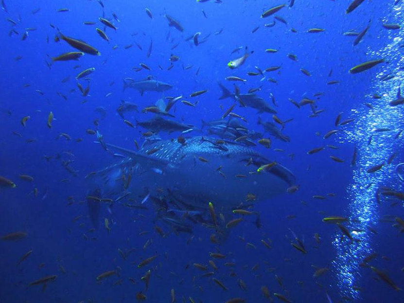 プーケット近辺で見られるジンベエザメ｜シミラン諸島・スリン諸島