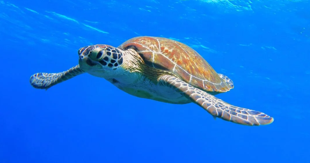 プーケット・シミラン諸島・スリン諸島で見られるウミガメ