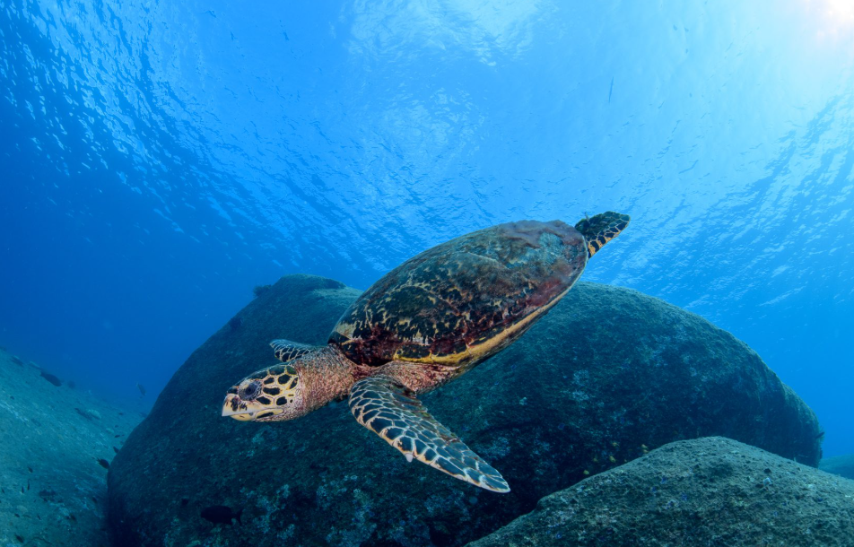シミラン諸島・カメ
