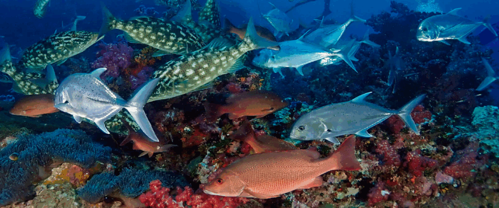 リチュリューロック・魚の宝庫