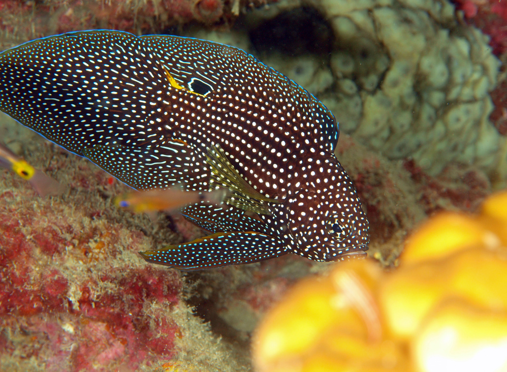 シモフリタナバタウオ