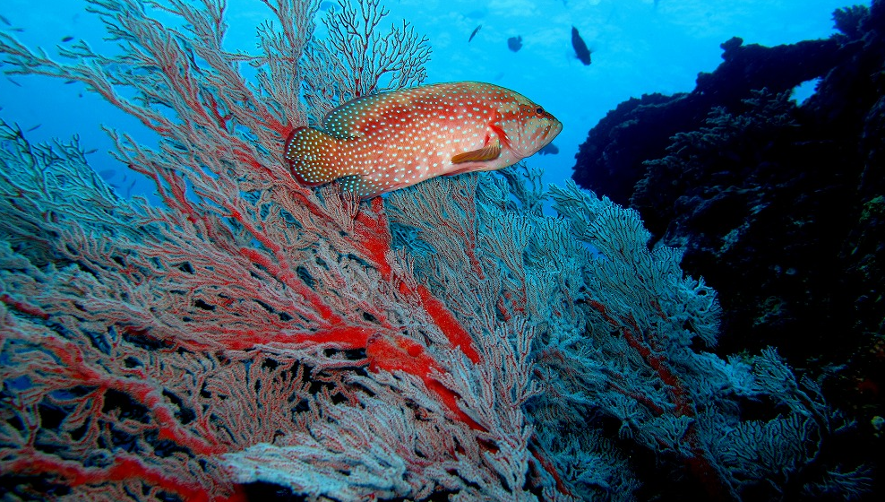 シミラン諸島№7・デイープシックスお魚紹介