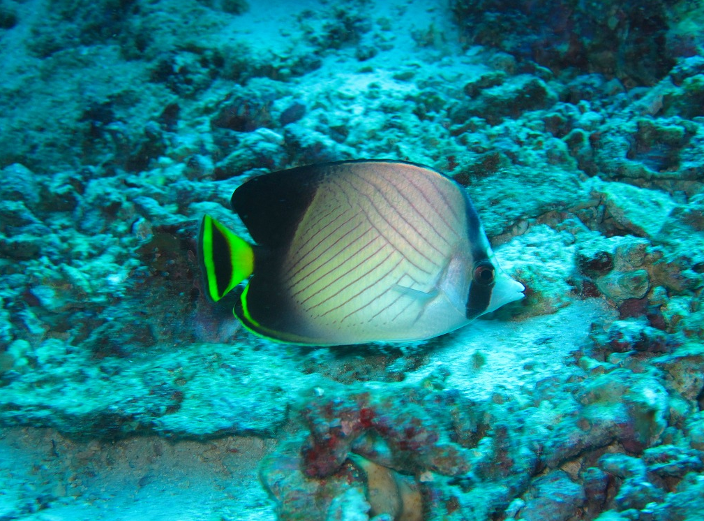 シミラン諸島№7・デイープシックスお魚紹介