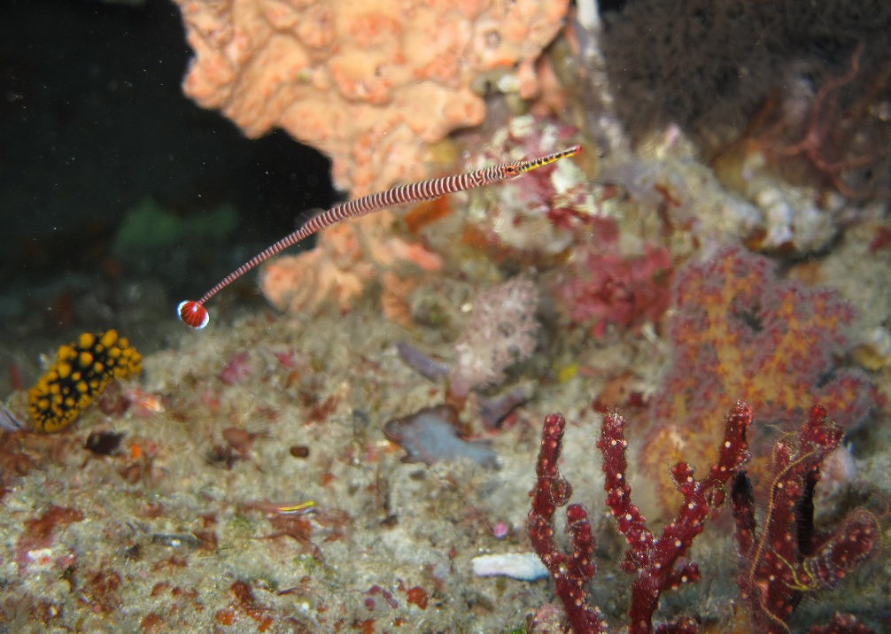 シミラン諸島№7・デイープシックスお魚紹介