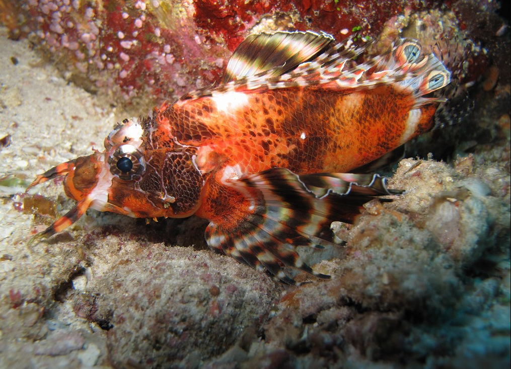 シミラン諸島№7・デイープシックスお魚紹介