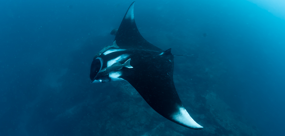 シミランダイブクルーズ・ボン島ウエストリッジ