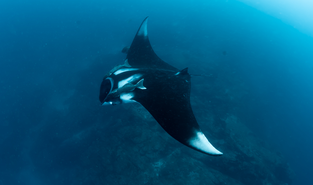 シミランダイブクルーズ・ボン島ウエストリッジ