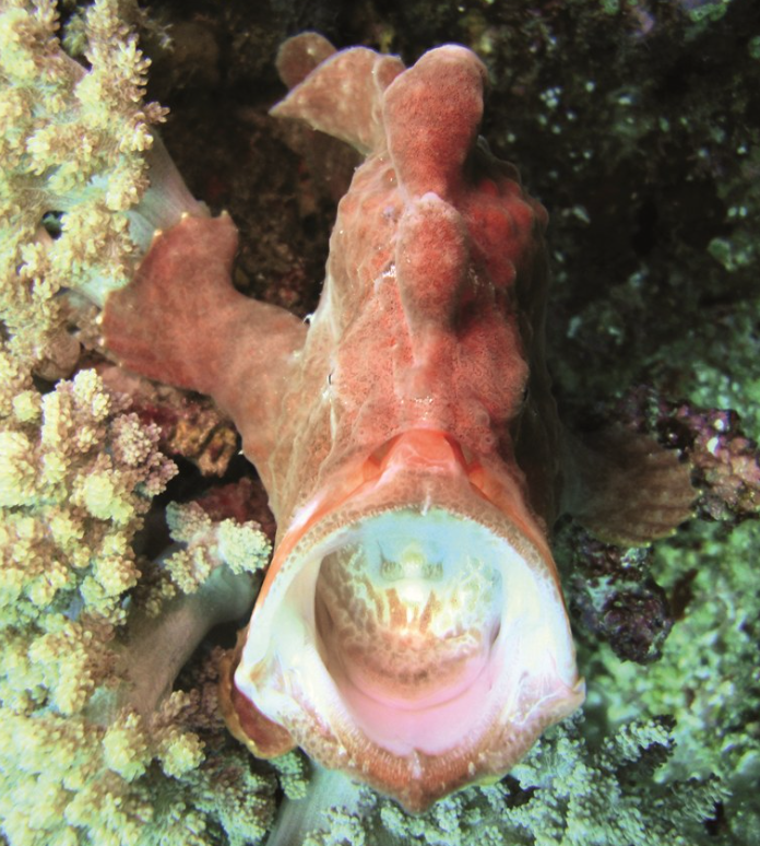 オオモンカエルアンコウ（Antennarius maculatus）