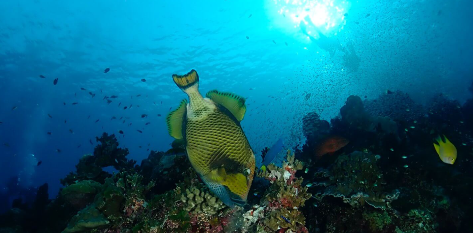 プーケット・シミラン諸島で注意したい魚・ゴマモンガラ