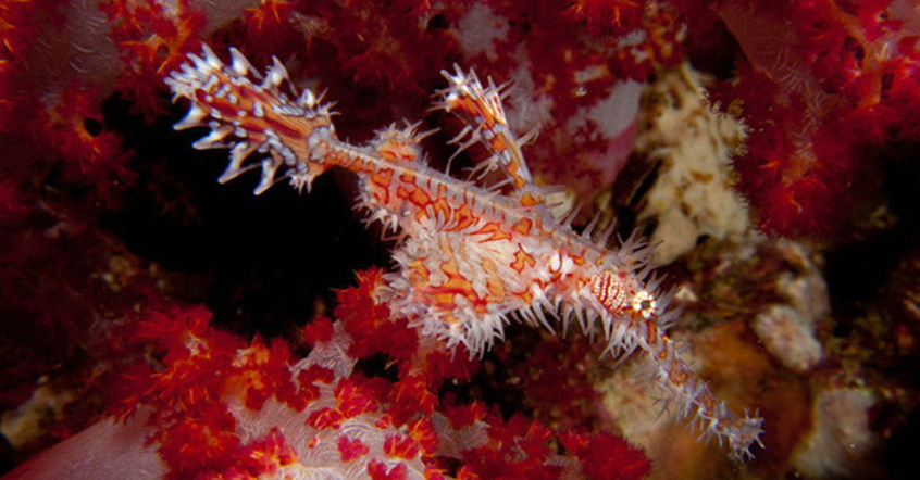 ニシキフウライウオ（Solenostomus paradoxus）