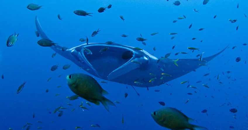水・日曜日マンタポイントのボン島で潜れます