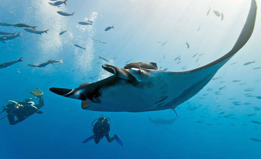 ボン島・マンタ狙いで行けます(水・日曜日)