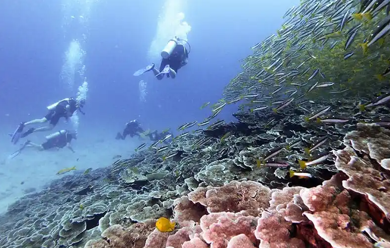プーケット・ピピ島・シミラン諸島で見られるフエダイ5種