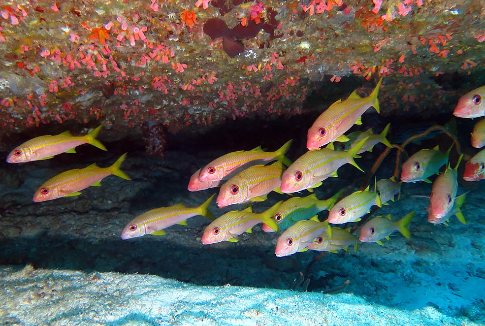 アカヒメジ群れ