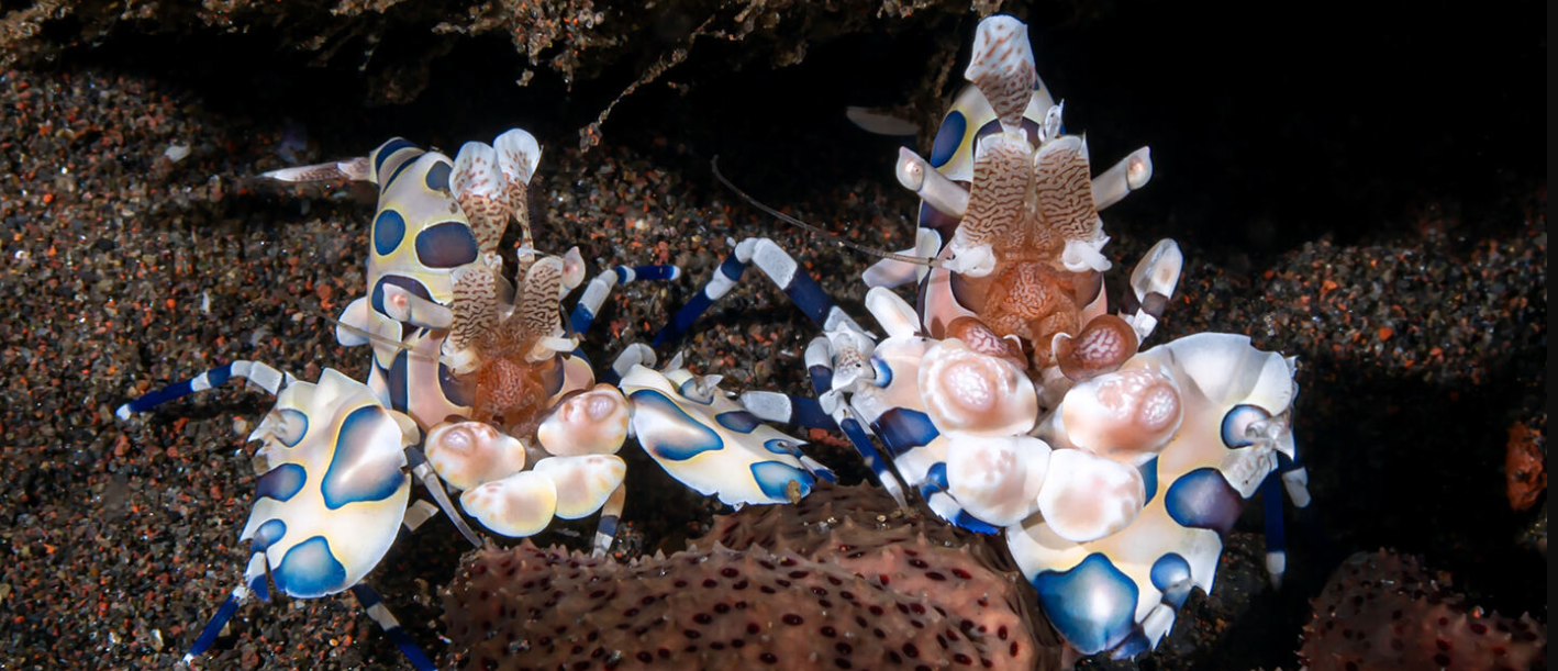 プーケット・ピピ島・シミラン諸島で見られる人気マクロ生物3種：ニシキフウライウオ・フリソデエビ・オオモンカエルアンコウ